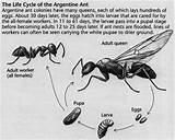 Carpenter Ant Life Cycle Images