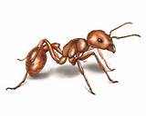 Pictures of Ant Pictures