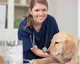 Online Veterinary Assistant Schools