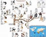 Rodent Family Tree Images