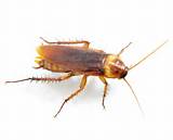 Images of Tucson Cockroach Control