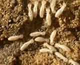 Pictures of Ground Termites Signs