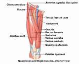Photos of Muscle Exercises For Quadriceps
