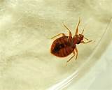Quick Bed Bug Treatment Pictures
