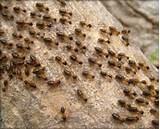 Furniture Termite Fumigation Pictures