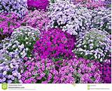 Images of Plant With Big Purple Flowers