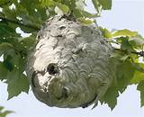 Photos of Picture Of Wasp Nest