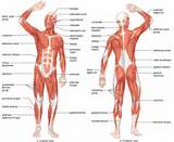 Core Muscles For Movement System Images