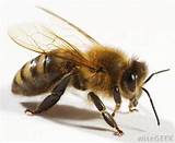 Images of Can Queen Bees Sting