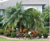 Florida Pool Landscaping Plants Pictures