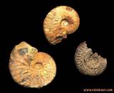 Facts About Fossil Pictures