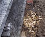 Kill Termites In Yard Photos