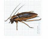 Cockroach Control Ottawa Images