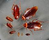 Photos of Young German Cockroach