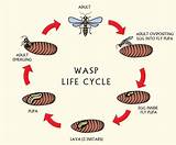 Lifespan Of A Wasp Images