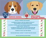 Anxiety Depression Service Dogs Pictures