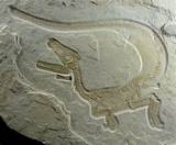 Pictures of Dinosaur Fossil Images
