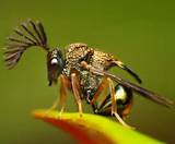 Photos of Wasp Bug