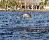 Photos of Fishing Caloosahatchee River