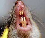 Photos of Rat Poison Kill Cats