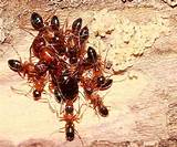 What Do Carpenter Ants Look Like Picture Images