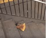 Images of Rat With Pizza