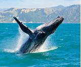 Whale Watching On Maui Hawaii Images