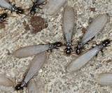 Borax Termite Treatment