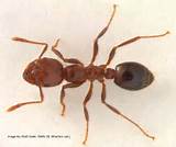 Fire Ants Damage Images