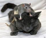 Rodent Pets Photos