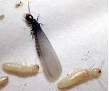 Photos of Pic Of Flying Termites