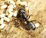 Carpenter Ants Photos