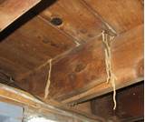 Photos of Visual Termite Damage