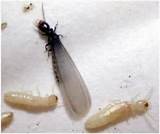 Subterranean Termite Treatment Options Photos