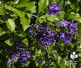 Photos of Landscape Plants With Purple Flowers