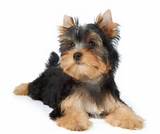 Pet Insurance Dog Images