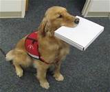 Photos of Free Ptsd Service Dog Training