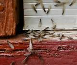 Termite Treatment Under House