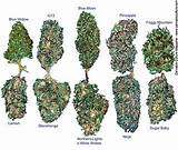 Pictures of Marijuana Buds And Seeds