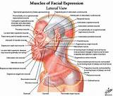 Photos of Exercises Jaw Muscles