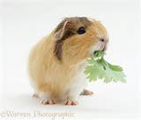 Pictures of Can Guinea Pigs Eat Carrots