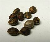 Marijuana Cannabis Seeds Photos