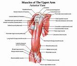 Pictures of Upper Arm Exercises