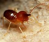 Soldier Termite Pictures Images