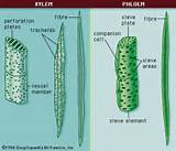 Where Can Xylem Be Found Images