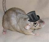 Fancy Rat Photos