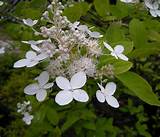 Images of Shrubs With White Flowers In Summer