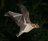 Can Bats See Images