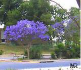 Small Flowering Trees Florida