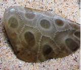 Images of Fossils Michigan